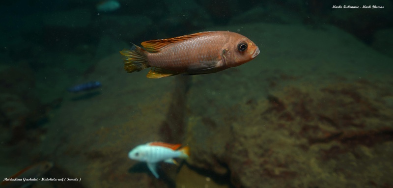 Maylandia greshakei 'Makokola Reef'